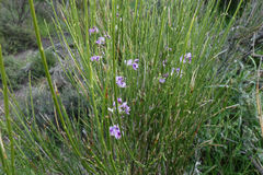 Carmichaelia compacta