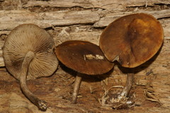 Agrocybe firma