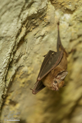 Peropteryx