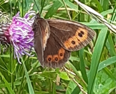 Erebia ligea