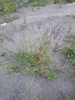 Smooth Crabgrass - Photo (c) urij777, some rights reserved (CC BY-NC), uploaded by urij777