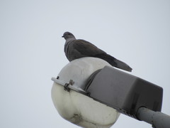 Streptopelia decaocto