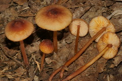 Mycena atkinsoniana