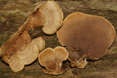 Steccherinum rawakense