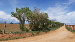 Ebenopsis caesalpinioides