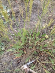 Rumex papillaris