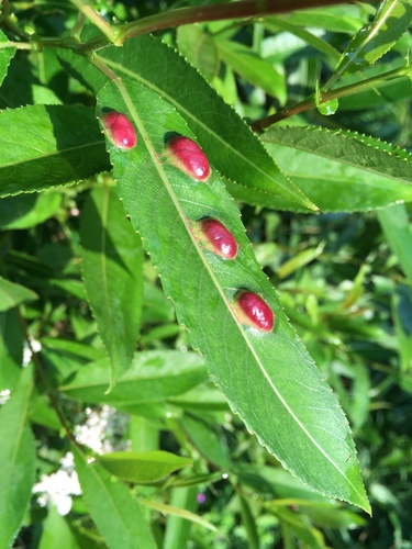 Willow Redgall Sawfly