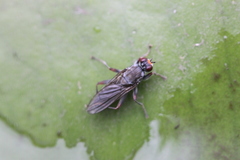 Hydromyza livens
