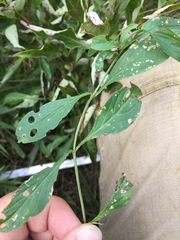 Lysimachia lanceolata