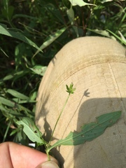Lysimachia lanceolata