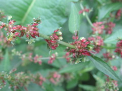 Rumex obtusifolius