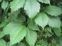 Parthenocissus inserta