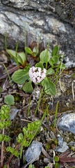 Valeriana himalayana