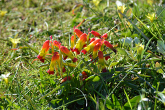 Lachenalia quadricolor