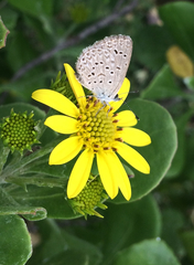 Osteospermum moniliferum