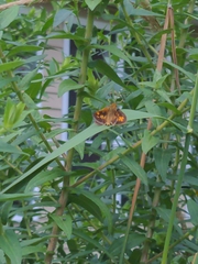 Pyrausta orphisalis