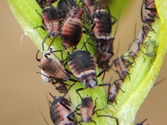 Metopeurum fuscoviride