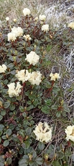 Rhododendron anthopogon