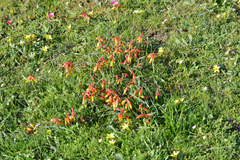 Lachenalia quadricolor