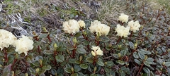Rhododendron anthopogon