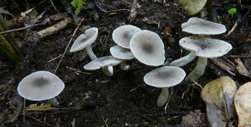 Dermoloma murinum image