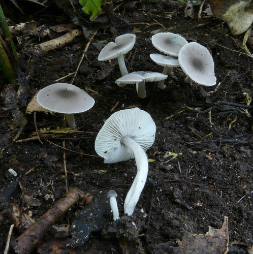 Dermoloma murinum image