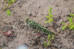 Angaracris barabensis
