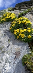 Potentilla biflora