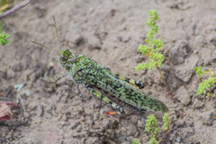 Angaracris barabensis