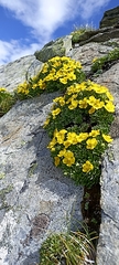 Potentilla biflora