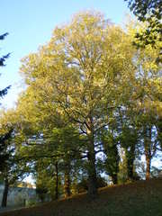 Acer pseudoplatanus