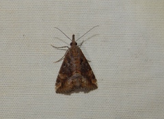 Hypena obsitalis