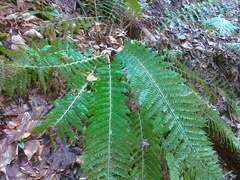 Polystichum × wirtgenii