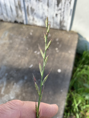 Lolium multiflorum × perenne