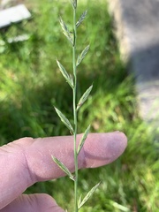 Lolium multiflorum × perenne