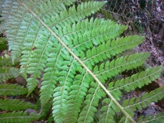 Polystichum × wirtgenii