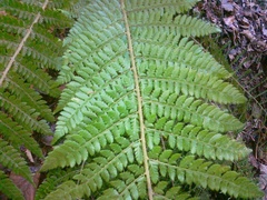 Polystichum × wirtgenii