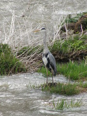 Ardea cinerea