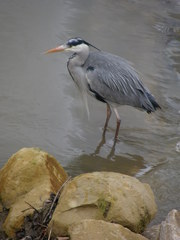 Ardea cinerea