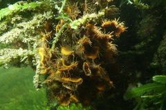 Schizoporella errata