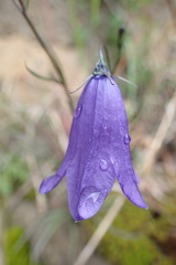 Campanula rotundifolia