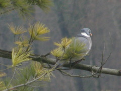 Columba palumbus