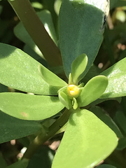 Portulaca oleracea