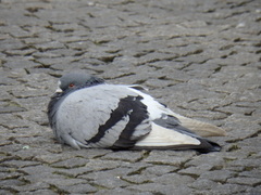 Columba livia
