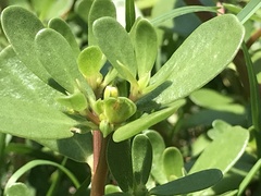 Portulaca oleracea