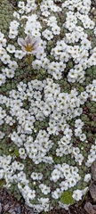 Androsace delavayi