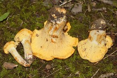 Cantharellus chicagoensis image