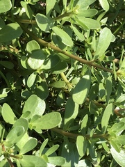 Portulaca oleracea