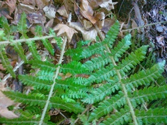 Polystichum × wirtgenii