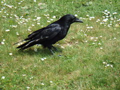 Corvus corone